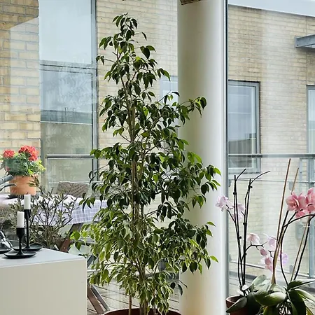 Apartmentincopenhagen 1622 Kopenhagen